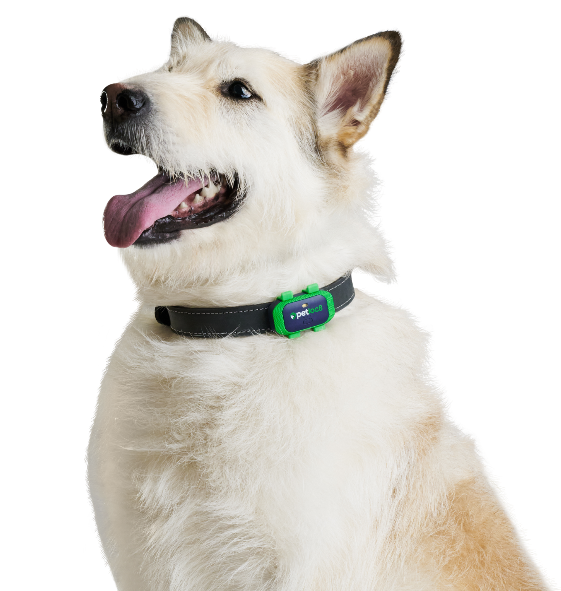 קולר GPS לבעלי חיים petloc8